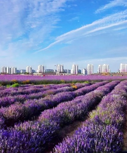 薰衣草花海